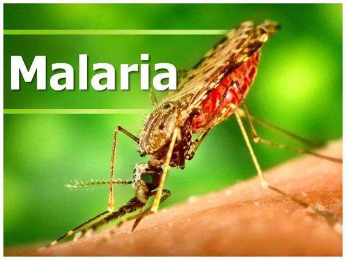 “Synergistic Plants Could Be A Source Of Combination Therapy For Malaria”-Researcher