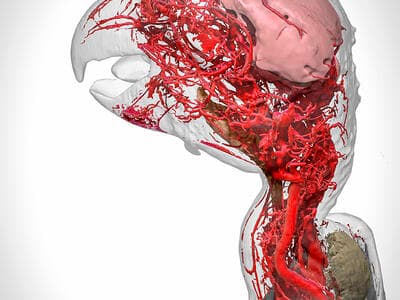 The art of science: Africa Health Research Institute hosts an exhibition of the Wellcome Image Awards 2017