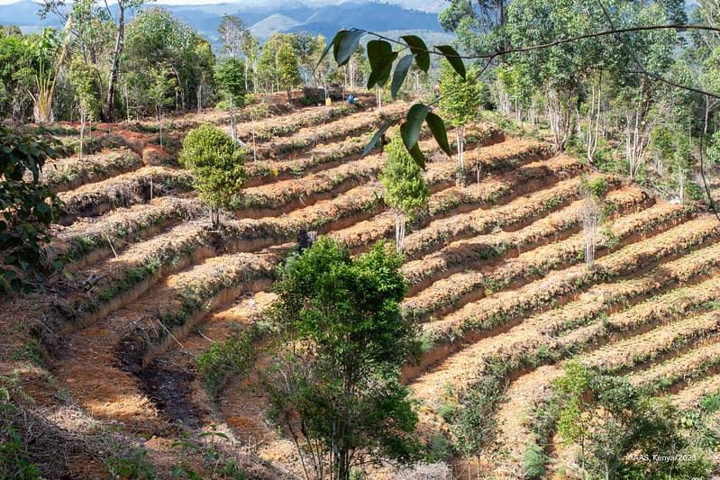 How to transform Africa’s food system