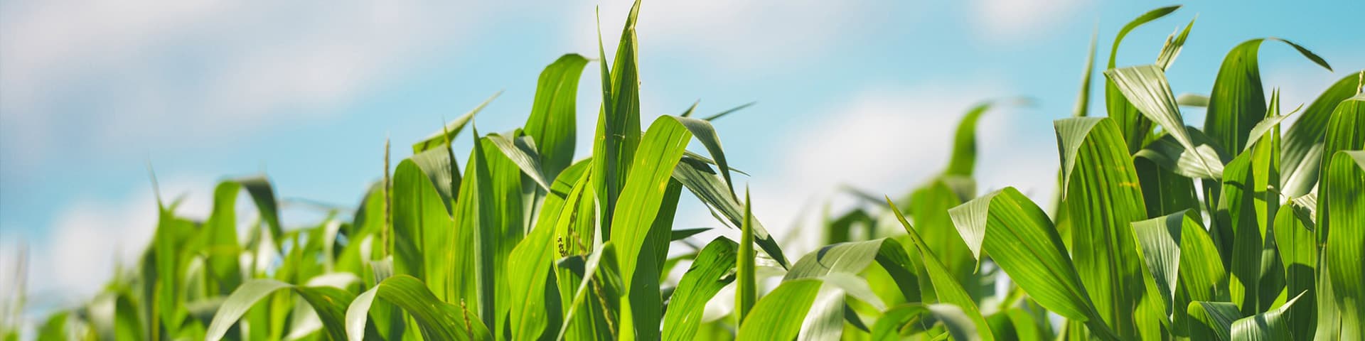 The Climate Impact Research Capacity and Leadership Enhancement (CIRCLE) banner